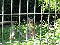 KBH zoo 190703 109